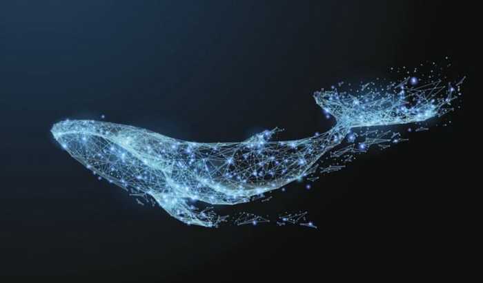 The Anatomy Of A Whale